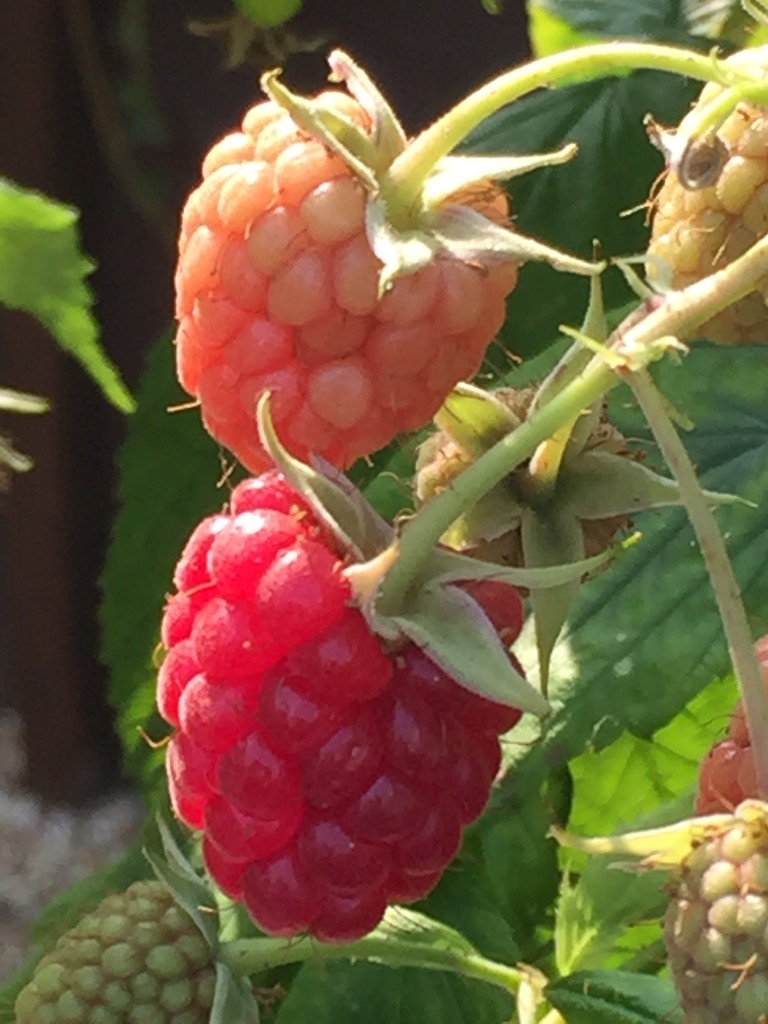 Raspberries by carole_sandford