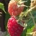 Raspberries by carole_sandford