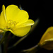 Yellow Flowers by jgpittenger