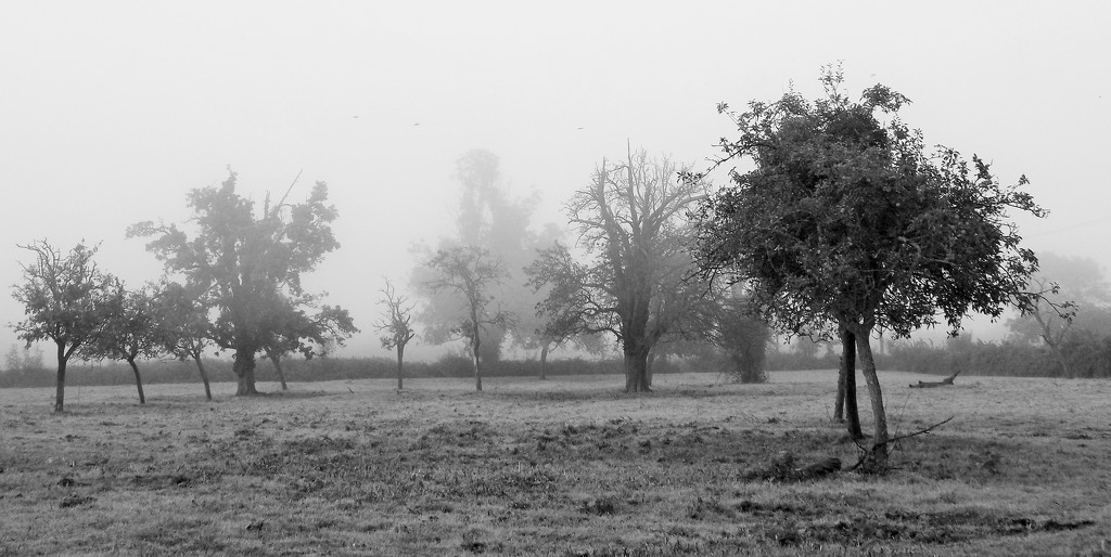 Misty morning by flowerfairyann