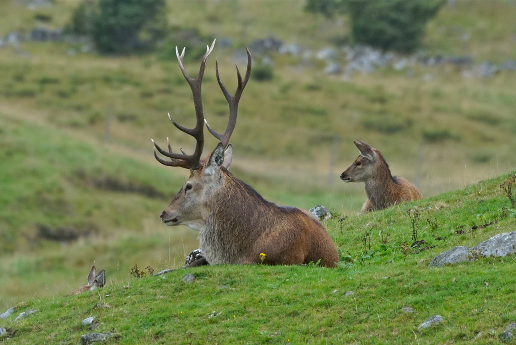 IN FRONT A STAG, AND BEHIND A HIND by markp