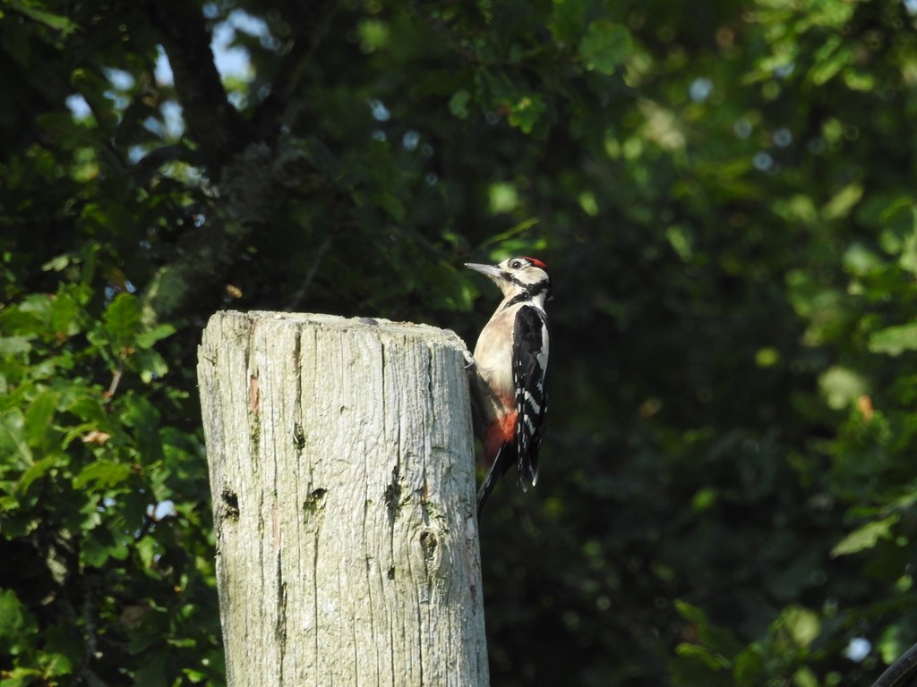 Great spotted woodpecker by roachling