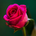 Pink Rose by elisasaeter