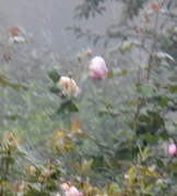 15th Sep 2016 - Roses in the mist.....