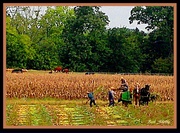 15th Sep 2016 - Hard Work on an Amish Farm