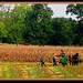 Hard Work on an Amish Farm by vernabeth