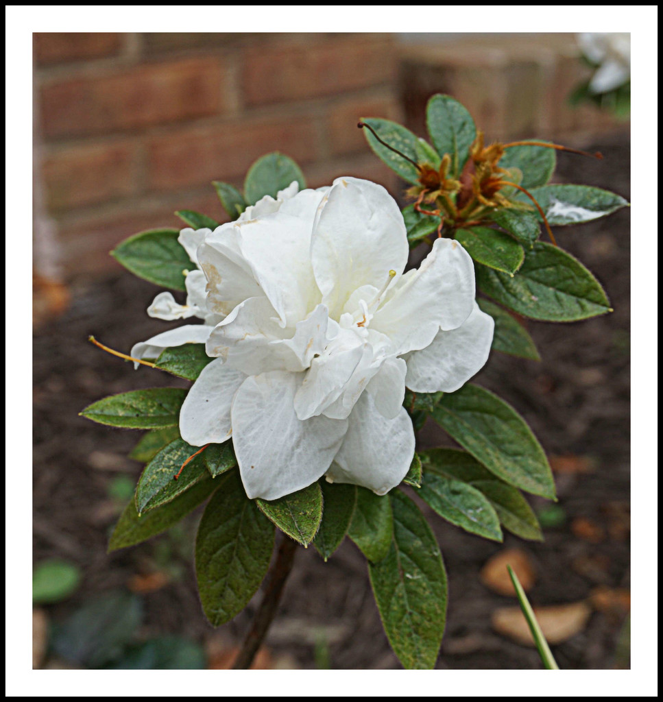 Late Blooming Azalea by allie912