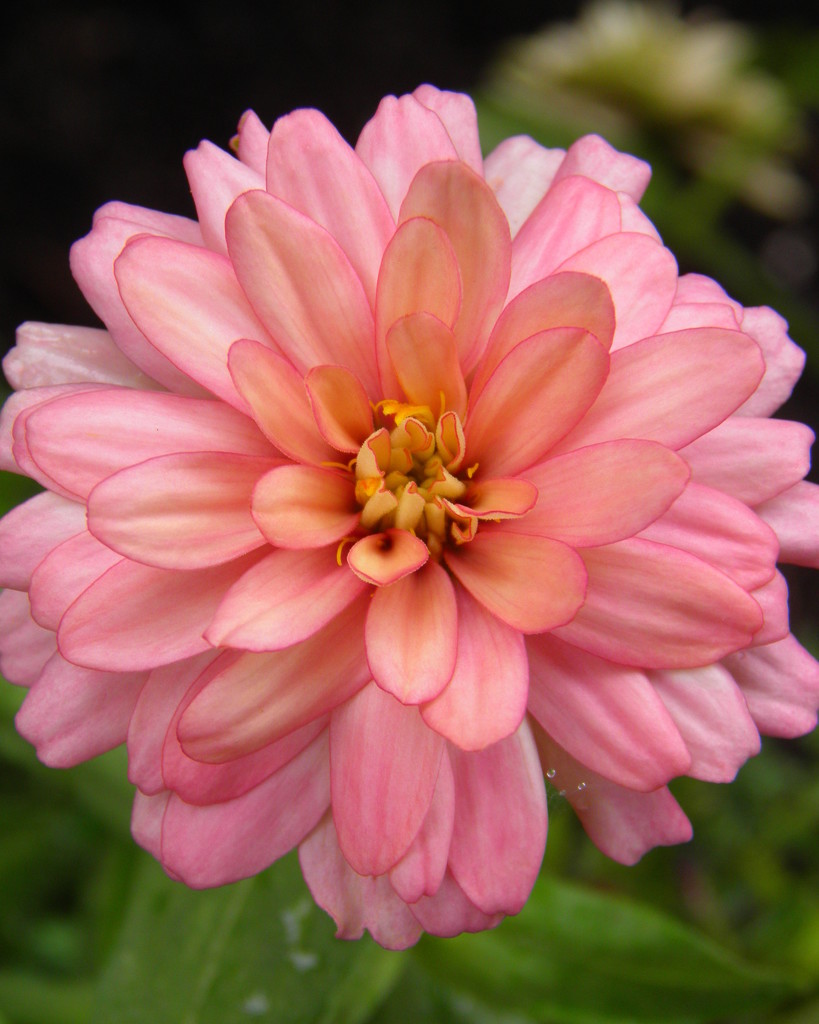 Pink Zinnia by daisymiller