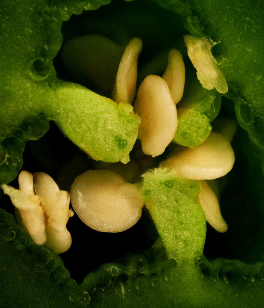 Day 15:  Jalapeno by sheilalorson