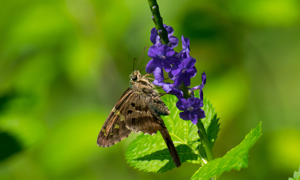Long-Tailed Skipper Butterfly! by rickster549