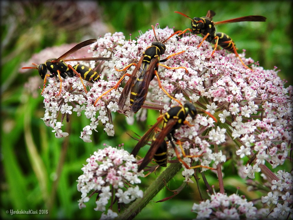 Hornet Ho down by yorkshirekiwi