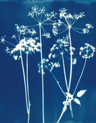 15th Sep 2016 - cowparsley cyanotype, fabriano paper 