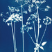 cowparsley cyanotype, fabriano paper  by ingrid2101