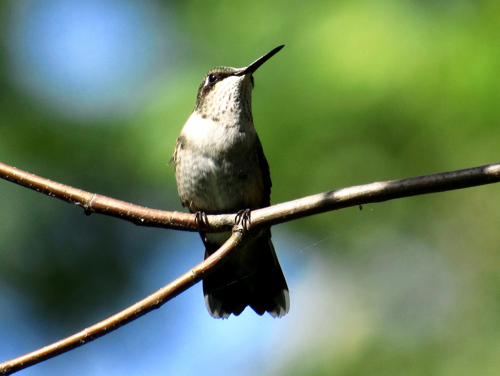 Sitting Hummingbird by randy23