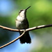 Sitting Hummingbird by randy23