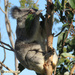 feet grip by koalagardens