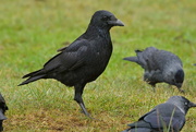15th Sep 2016 - COVEN OF CROWS - CARRION CROW