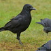 COVEN OF CROWS - CARRION CROW by markp