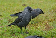 15th Sep 2016 - COVEN OF CROWS - JACKDAW