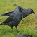 COVEN OF CROWS - JACKDAW by markp