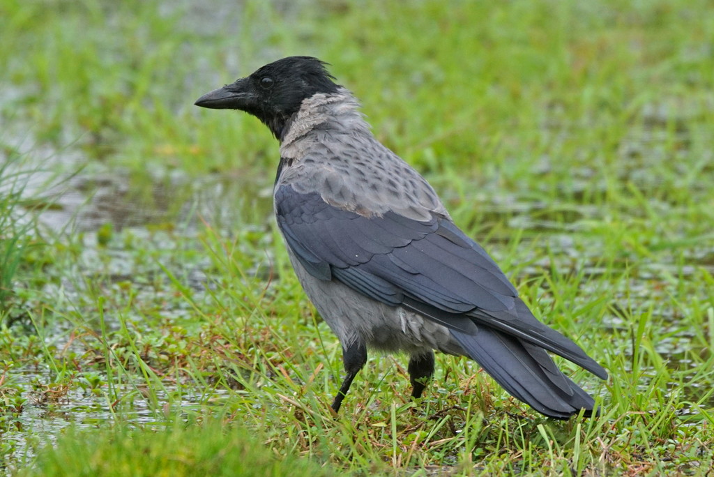 COVEN OF CROWS - HOODED CROW by markp