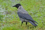15th Sep 2016 - COVEN OF CROWS - HOODED CROW