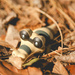 (Day 215) - Wild Sandile Appears by cjphoto
