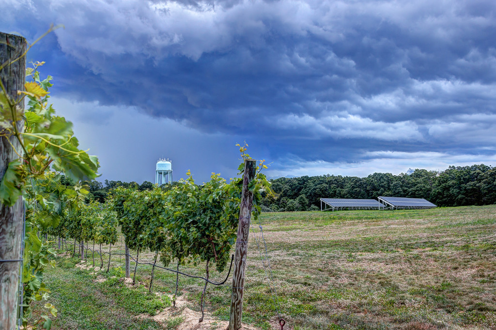 Stormy Vineyard by swchappell