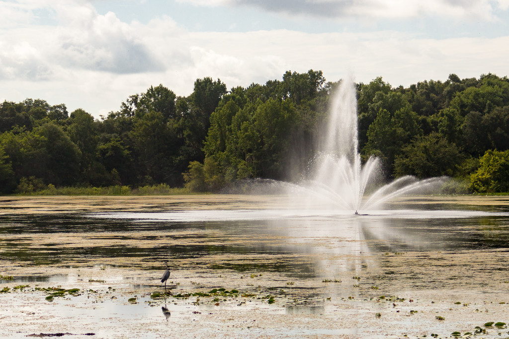 Fountain & Heron by swchappell