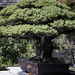 The 391 year old bonsai that survived an atomic bomb by tracys