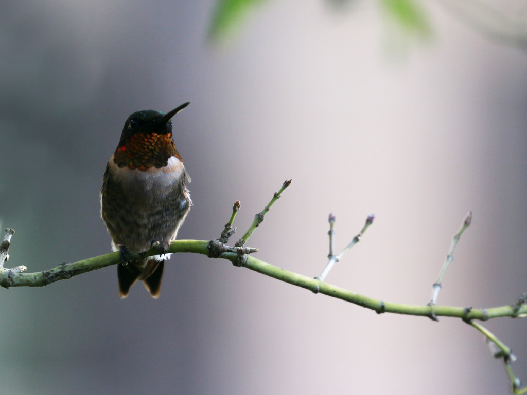 Hummingbird #3 by ingrid01