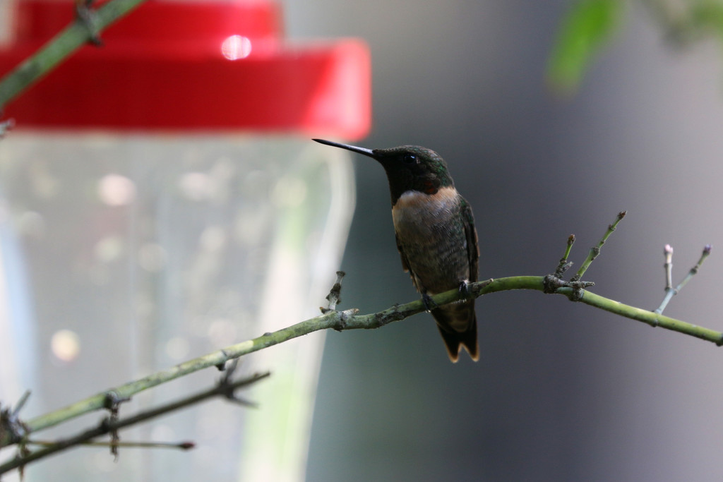 Hummingbird #2 by ingrid01