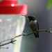 Hummingbird #2 by ingrid01