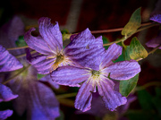 16th Sep 2016 - Tattered Fall Flowers