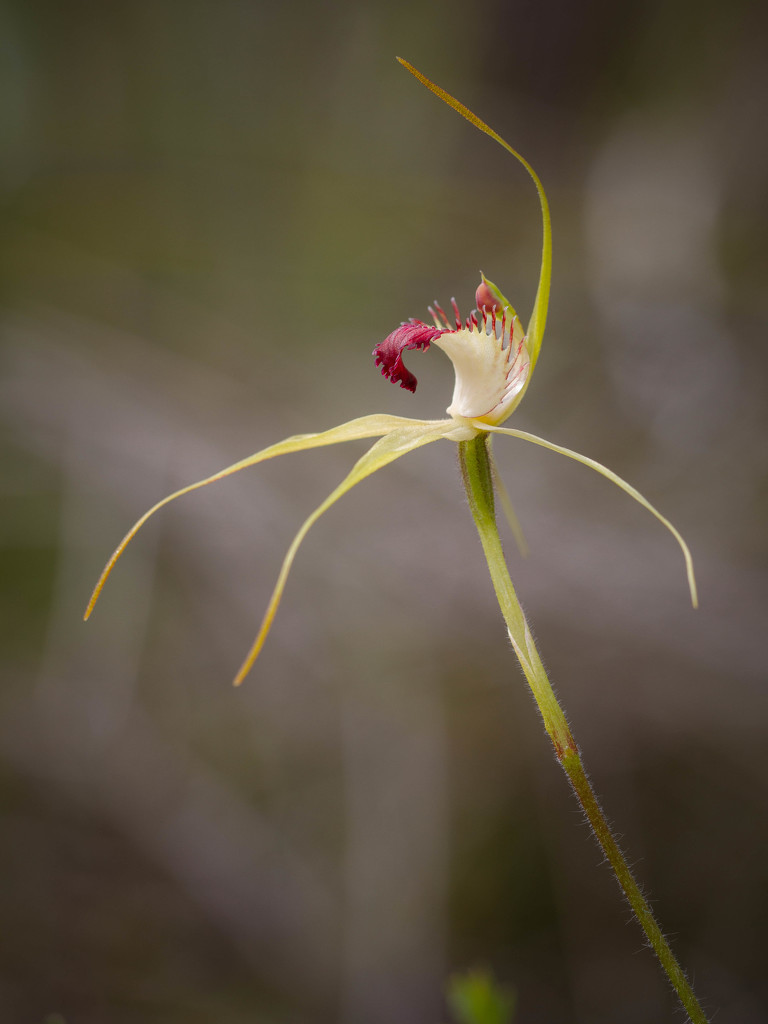 Dunsborough Spider Orchid by jodies