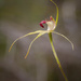 Dunsborough Spider Orchid by jodies