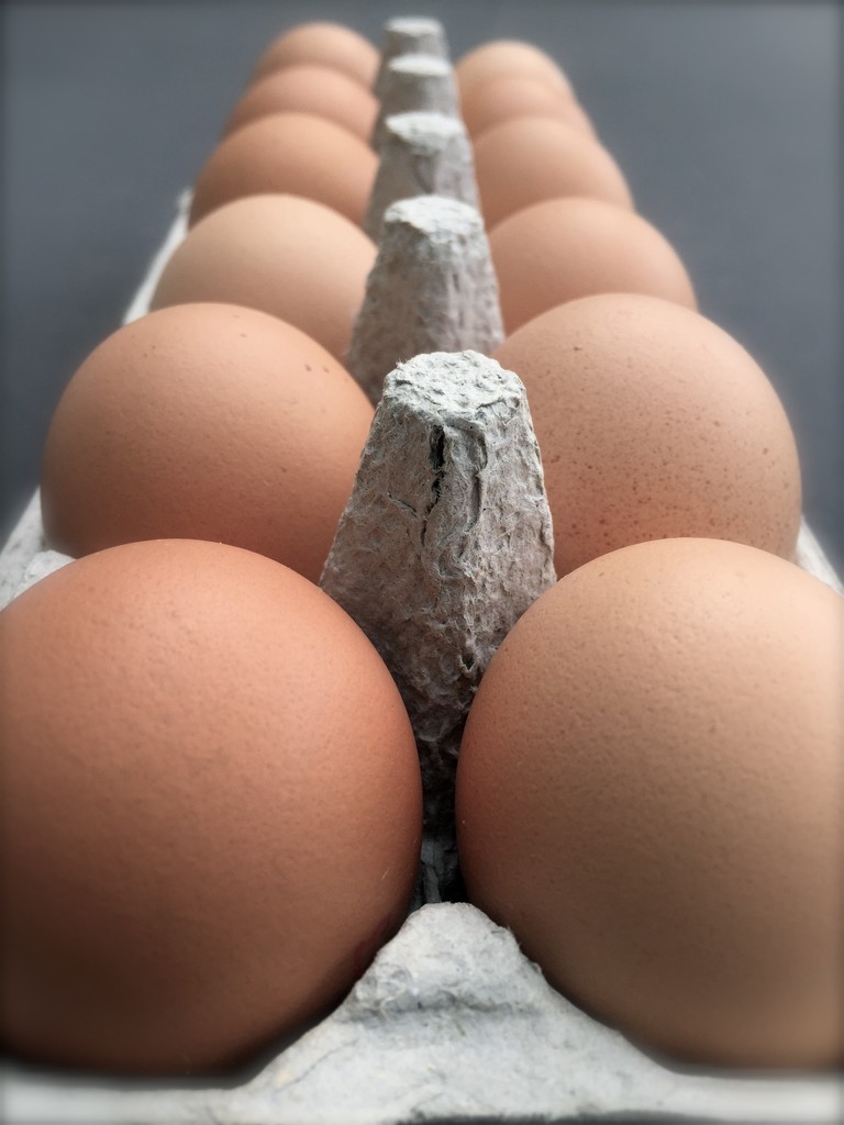Eggs  by kjarn