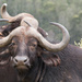 Cape Buffalo by mv_wolfie