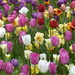 Spring Flowers_DSC2112 by merrelyn