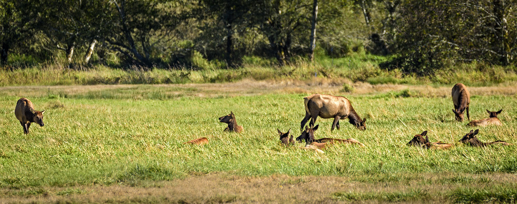 Elk Resting But Alert by jgpittenger
