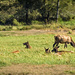 Elk Resting But Alert by jgpittenger