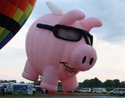 16th Sep 2016 - When pigs fly!