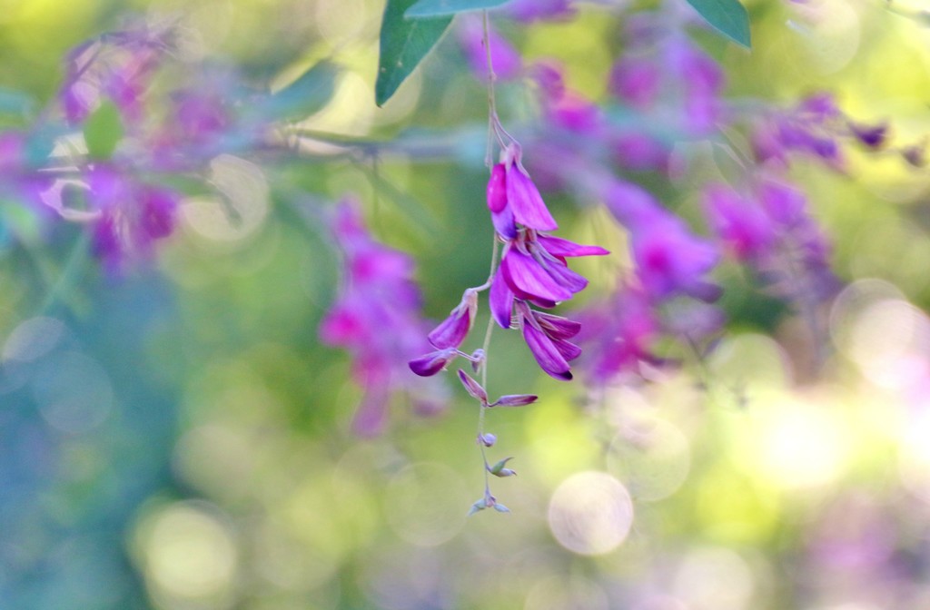 lavender lovelies by lynnz