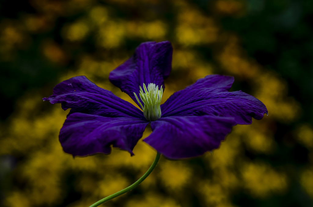 Late Clematis by tonygig