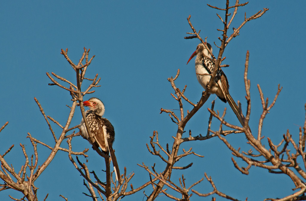 Red-billed horn-bills  by philbacon