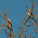 Red-billed horn-bills  by philbacon