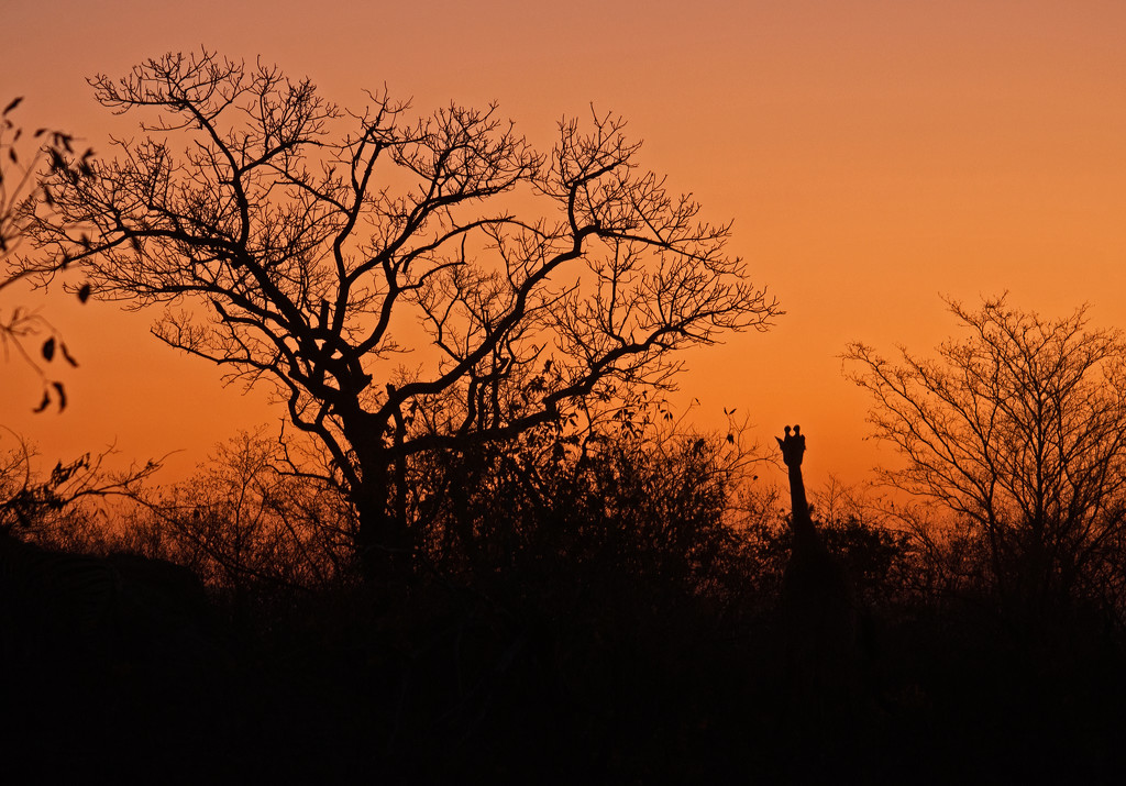 African Sunset  by philbacon