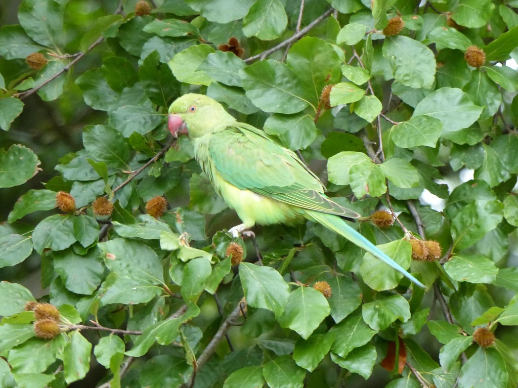 Ring Necked Parakeet ........ by susiemc