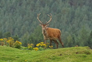 16th Sep 2016 - MONARCH OF THE GLEN