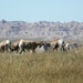 bighorn sheep... by earthbeone